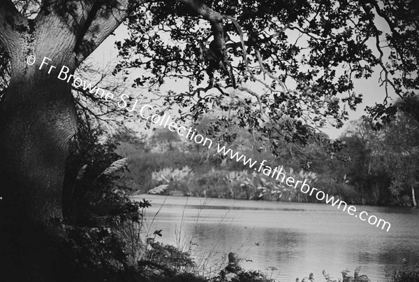 TREES AND LAKE